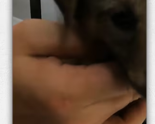 Rescued an orphan baby dog cowering trembling in.._part2