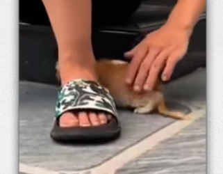 Rescued poor cat abandoned in middle of road in…_part2