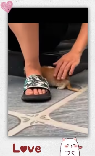 Rescued poor cat abandoned in middle of road in…_part2