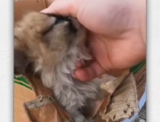 Rescue puppy. _part2