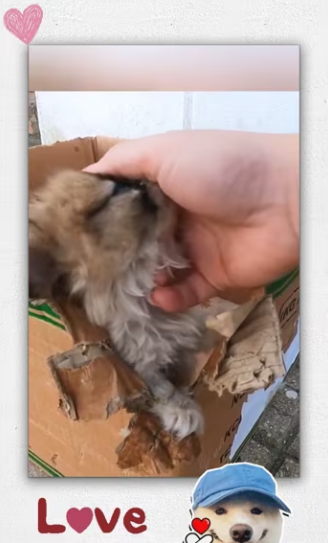 Rescue puppy. _part2