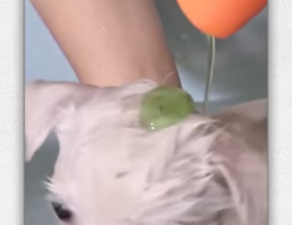 Woman cleaning up environment adopts baby dog aban_part2