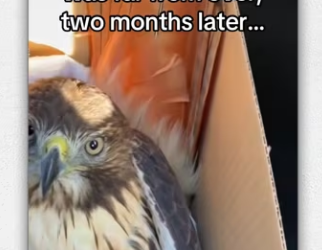 Windows way too clean #wholesome #animals_part2