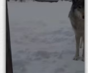 Wolf babies! #wholesome #animals_part2