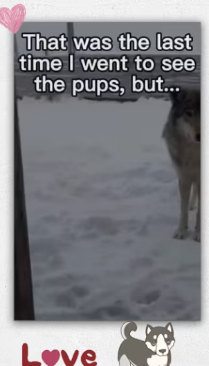 Wolf babies! #wholesome #animals_part2