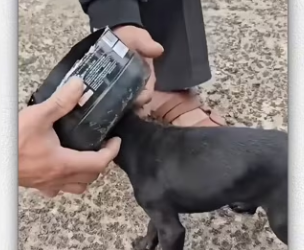 Animal #help #save #love #animallove #dog_part2