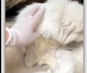 Animal #help #save #love #animallove #foryou #fyp_part2