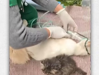 Cat mother has fallen into coma group of kittens.._part2