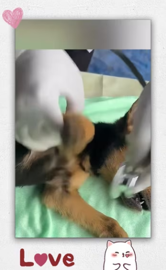 Emergency situation,recuse puppy has fallen into.._part2