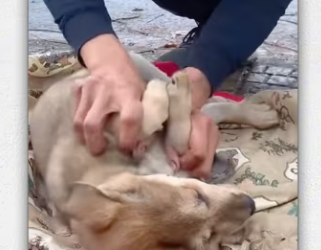 If you see dog will you save it_part2