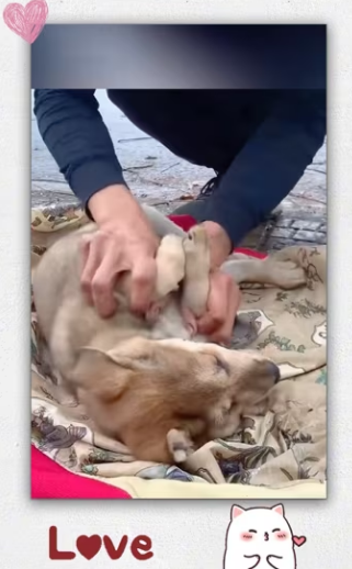 If you see dog will you save it_part2