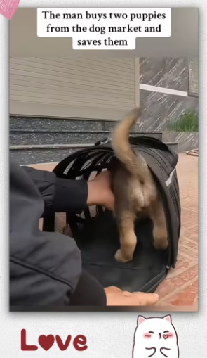 If you see puppy sale in your market will you save_part2