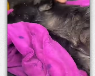 Man recuse dog family give them home #animal #help_part2