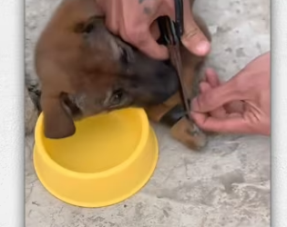 Man recuse dog was tied up in pillar_part2