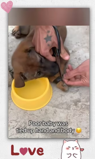 Man recuse dog was tied up in pillar_part2