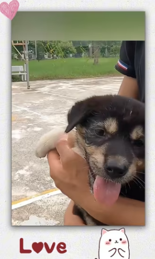 Man recuse poor puppy was trapped by rope_part2