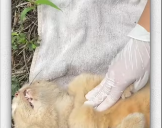 Miracle happen in mom cat_part2