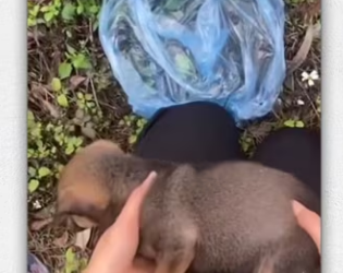 Poor baby puppy was abandoned in highway_part2