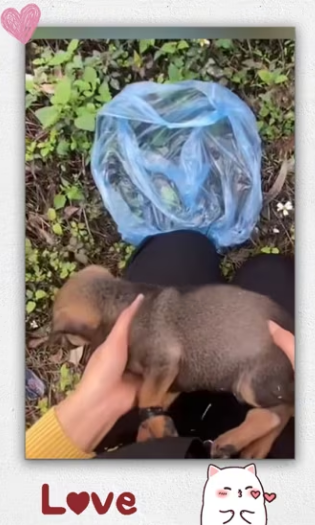 Poor baby puppy was abandoned in highway_part2