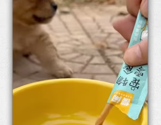 Poor baby puppy was chains abandoned in park_part2