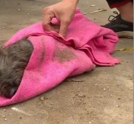 Poor dog was abandoned in Box recuse him_part2