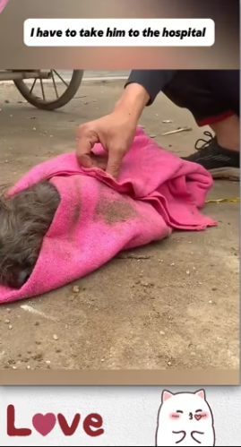 Poor dog was abandoned in Box recuse him_part2