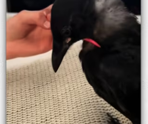 Man adopts hungry black bird cries help on his car_part2