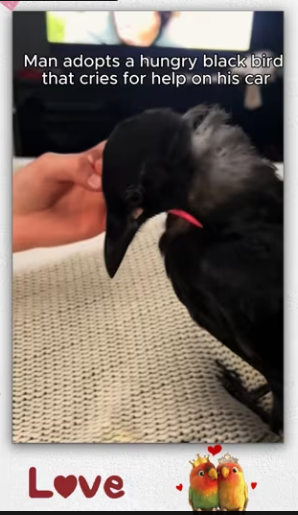 Man adopts hungry black bird cries help on his car_part2
