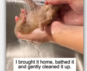 rescued adopted it raised it to adulthood_part2