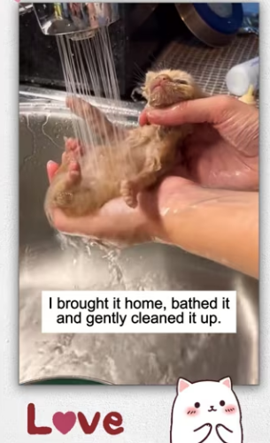 rescued adopted it raised it to adulthood_part2