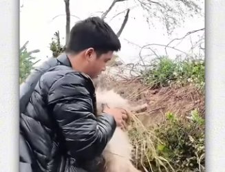 Poor puppy looking man recuse his mother_part2