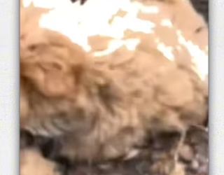 Poor puppy was bundel in tree no one help him he.._part2