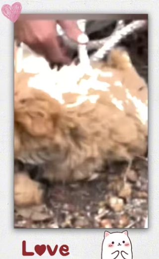 Poor puppy was bundel in tree no one help him he.._part2