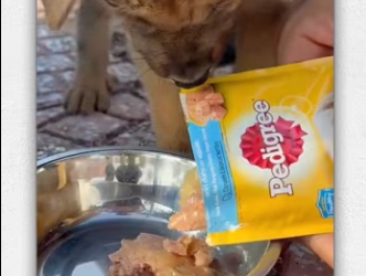 Recuse poor dog had his mouth tied duct tape_part2