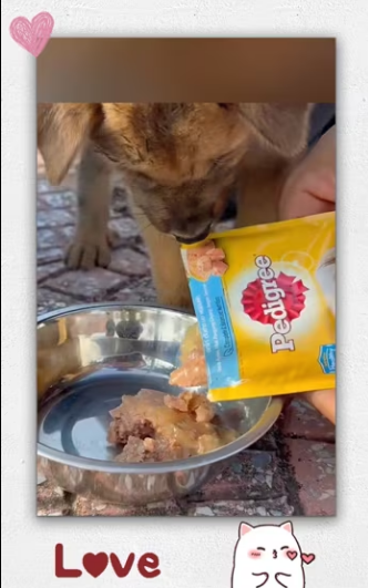 Recuse poor dog had his mouth tied duct tape_part2