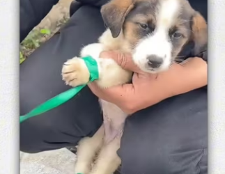 Recuse Poor puppy was tied up in tree_part2