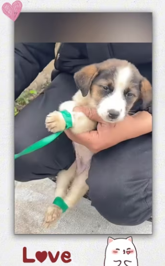 Recuse Poor puppy was tied up in tree_part2