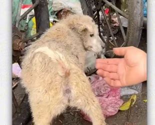 Recuse puppy was stuck in bag hungry helpless_part2