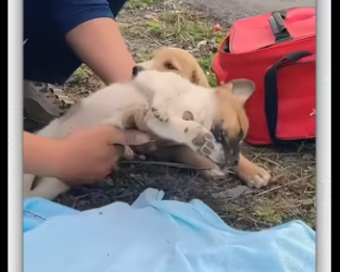 Recuse two puppies was abandoned tied up in…_part2