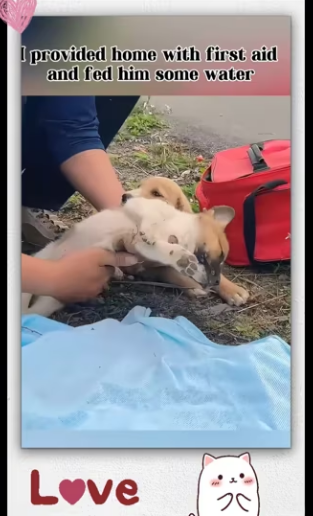 Recuse two puppies was abandoned tied up in…_part2