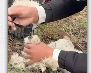 Those two puppy was Bound abandoned on highway by _part2