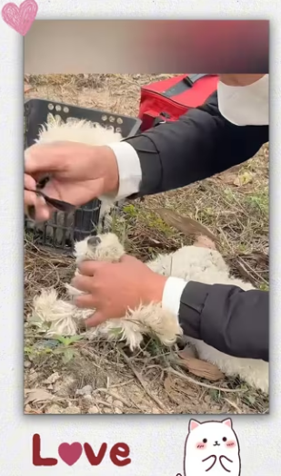 Those two puppy was Bound abandoned on highway by _part2
