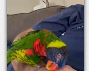 Rescued two parrot in trouble on road then_part2