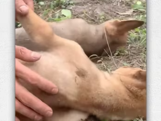 Two dog was tied up abandoned in highway no one he_part2