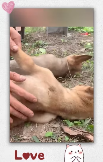 Two dog was tied up abandoned in highway no one he_part2