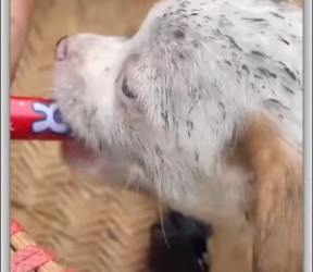 Will you help poor abandoned dog _part2