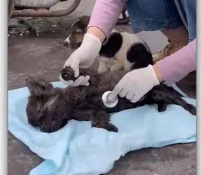 Will you recuse those poor puppy if you see_part2