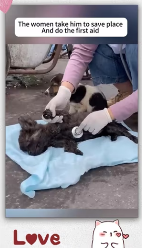 Will you recuse those poor puppy if you see_part2