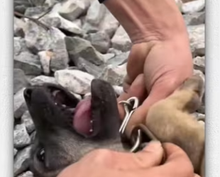 animal #help #save #love ##pet #fyp #animallove_part2