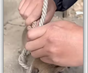 animal #help #save #love #foryou #pet #cool #fyp _part2